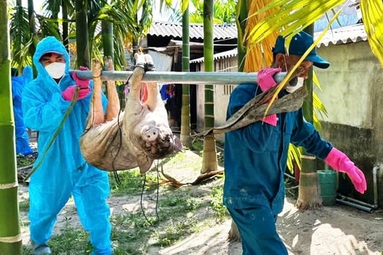Quảng Ngãi tiêu hủy gần 10.000 con lợn nhiễm bệnh