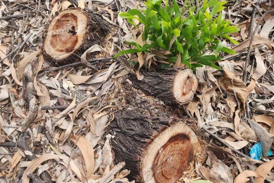 Làm rõ trách nhiệm vụ xã tự ý bán gần 2,6ha rừng phòng hộ