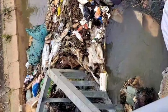 Phát hiện người dân vứt xác lợn chết ra kênh
