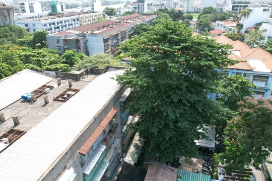 Cây cổ thụ bật rễ, uy hiếp nhà dân TP.HCM