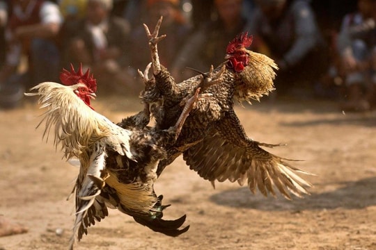 Vụ án hàng chục người chơi chọi gà mất tích, bí ẩn dần hé lộ