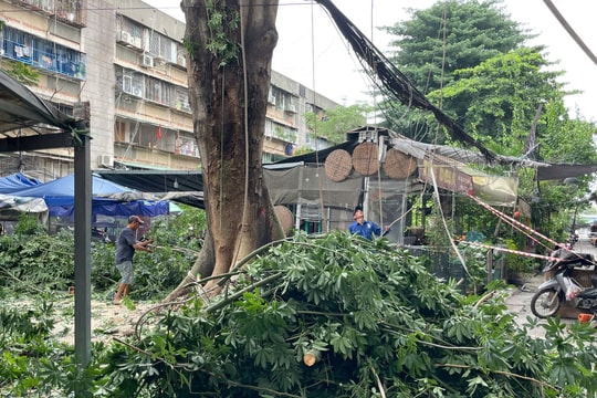 Cây cổ thụ bật rễ, uy hiếp nhà dân ở TP.HCM đã bị đốn hạ