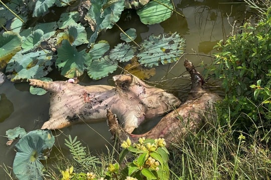 Quảng Trị: Dịch tả lợn châu Phi bùng phát tại 40 xã, tiêu hủy gần 12.000 con lợn