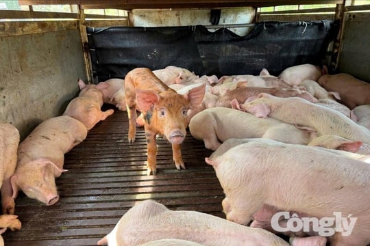 Phát hiện gần 100 con lợn nhiễm dịch được đưa đi tiêu thụ