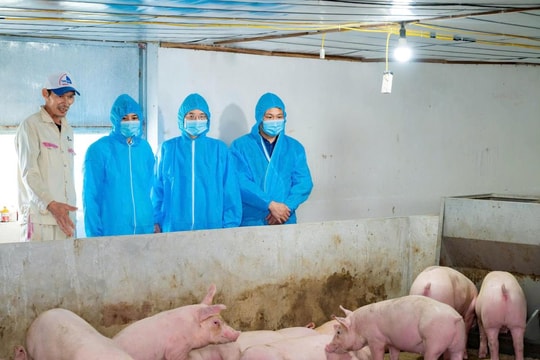 Ninh Bình quyết liệt phòng, chống dịch tả lợn châu Phi