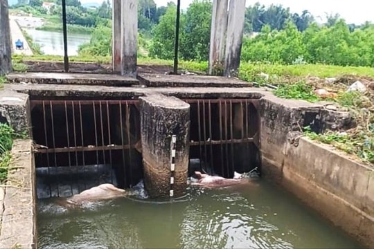 Xác lợn chết nổi lềnh bềnh, dân khốn đốn vì ô nhiễm