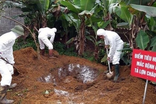 Cao Bằng quyết liệt phòng, chống dịch tả lợn châu Phi