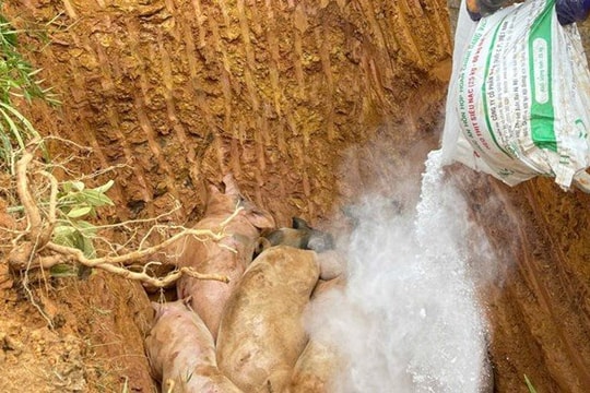 Cao Bằng: Phát hiện 5 xe tải chở lợn nhiễm dịch tả châu Phi