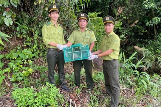 Hàng chục động vật hoang dã được người dân giao nộp tại TP Huế