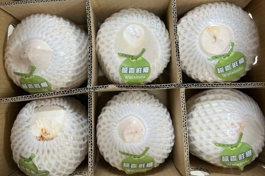 Gần 22 tấn dừa tươi Bến Tre xuất sang Trung Quốc