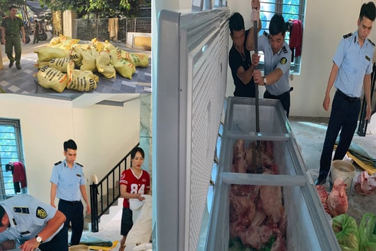 Mua lợn bị bệnh dịch tả châu Phi về mổ bán kiếm lời