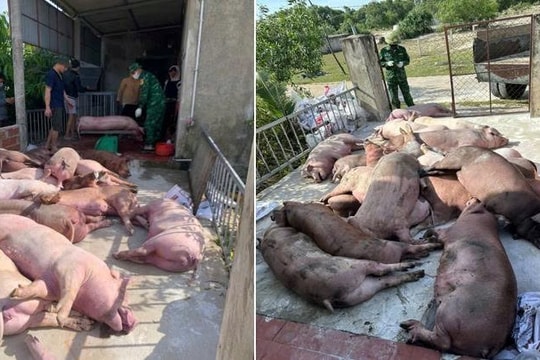 Quảng Trị: Hơn 22 tấn lợn bị tiêu huỷ do dịch tả lợn châu Phi