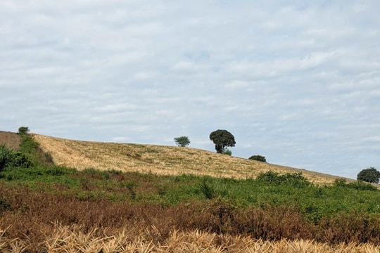 Nhiều hecta dứa, mía của người dân bị kẻ xấu phá hoại trong đêm