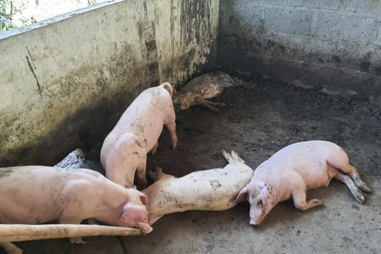 Dịch tả lợn châu Phi lan rộng toàn tỉnh Cao Bằng, gần 33.000 con bị tiêu hủy