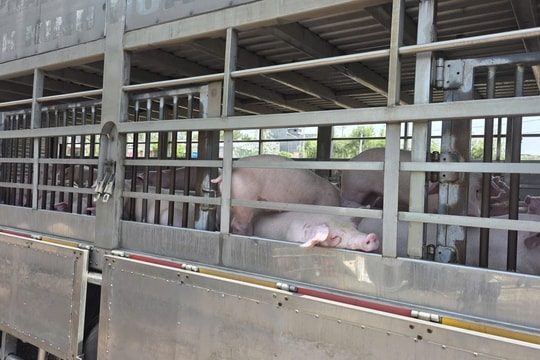 Phát hiện hơn 200 con heo nhiễm dịch tả châu Phi, chuẩn bị đưa đi tiêu thụ