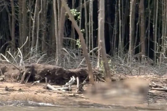 Phát hiện thi thể chưa rõ lai lịch đang phân hủy