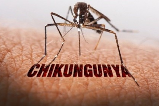 TP.HCM cảnh báo bệnh Chikungunya lây qua muỗi vằn