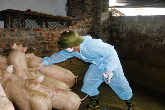 Quảng Ninh nỗ lực kiểm soát  dịch tả lợn Châu Phi