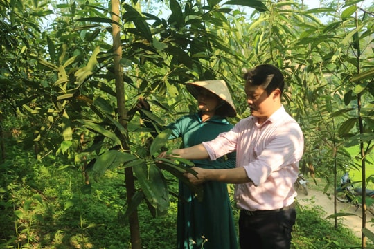 Sau sáp nhập, tín dụng chính sách Thái Nguyên vươn xa đến từng bản làng