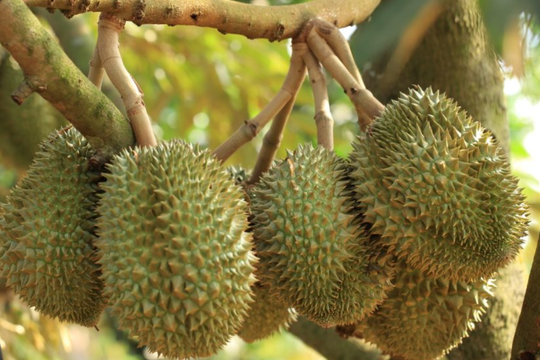 Xuất khẩu sầu riêng bứt phá, lập bản đồ nhiễm Cadimi để giữ vững đà tăng trưởng