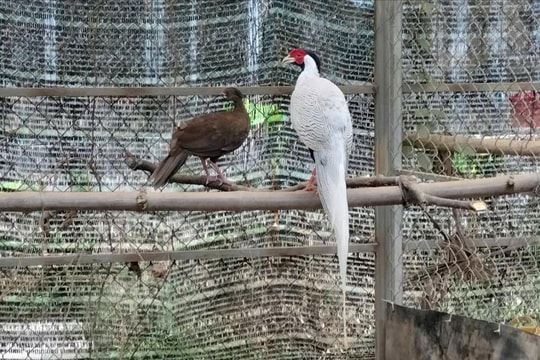 “Ngôi nhà an toàn” cho động, thực vật quý hiếm