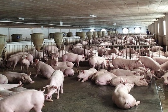 Nhiều "ông lớn" đổ bộ Thanh Hóa triển khai dự án chăn nuôi khủng