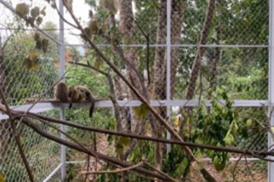 Bước đệm để động vật nuôi nhốt tái hòa nhập với tự nhiên