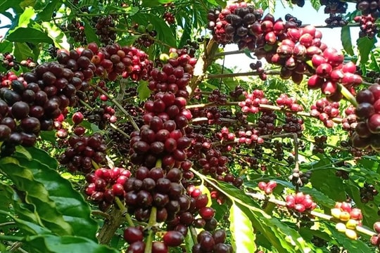 Xuất khẩu cà phê lập kỷ lục mới: Doanh nghiệp Việt tận dụng cơ hội, nâng tầm thương hiệu