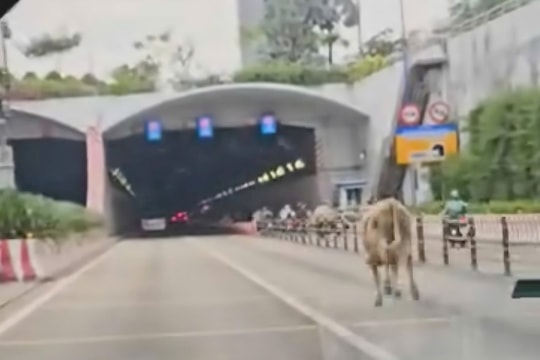 Bò đi vào hầm Thủ Thiêm, TP.HCM