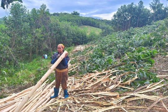 Thanh Hóa: Người dân thu hoạch keo non sớm khi giá bán tăng cao