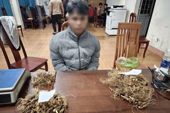 Bắt nhóm trộm hơn 270 gốc sâm Ngọc Linh chỉ sau 24 giờ