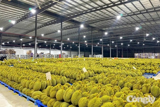 Đắk Lắk quyết liệt giữ vững thị trường xuất khẩu sầu riêng