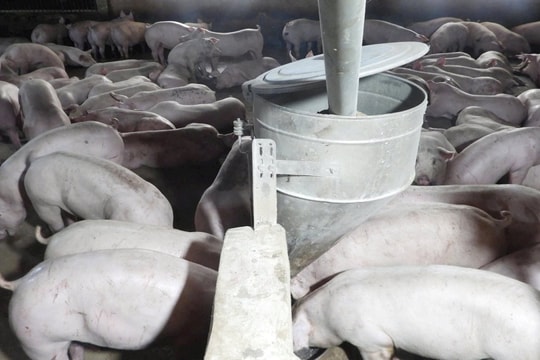 TP.HCM tăng cường kiểm soát thịt heo