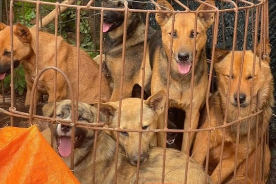 Dùng súng bắn điện tự chế và ớt cay đi trộm chó