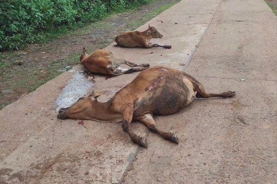 Xe tải mất lái tông chết 18 con bò, bồi thường hơn 300 triệu