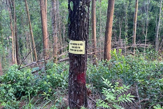 Hàng trăm cây thông phòng hộ ở Huế bị khoan lỗ, đổ hóa chất hủy hoại