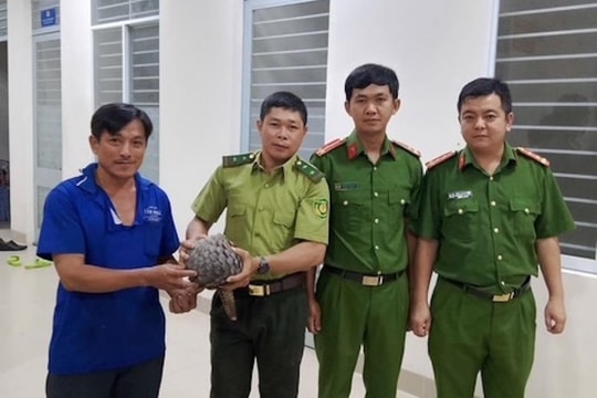 Tây Ninh: Người dân bàn giao cá thể tê tê gần 4kg