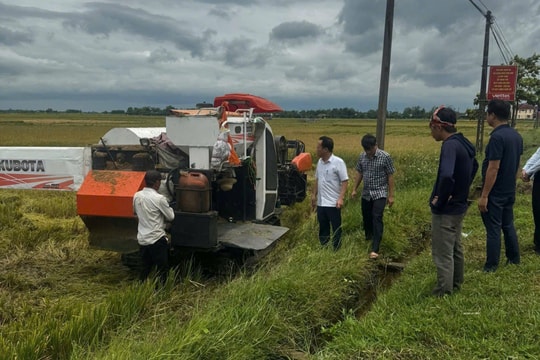 Quảng Trị khẩn trương thu hoạch lúa, ứng phó bão số 5