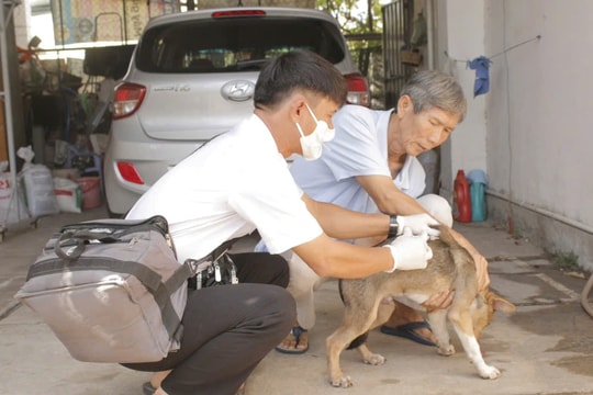 TP. HCM: 2 người tử vong vì bệnh dại, khẩn trương khoanh vùng xử lý