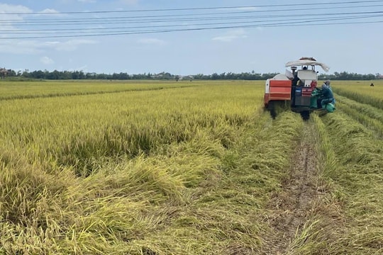 Nông dân TP. Huế khẩn trương thu hoạch lúa, chạy đua trước mưa bão