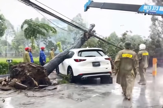 Thanh Hóa nhiều cây xanh bật gốc, đổ gãy