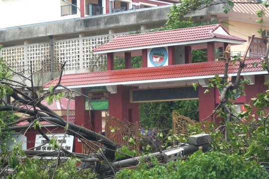 Tan hoang sau bão số 5 - Hàng trăm cây xanh gãy đổ