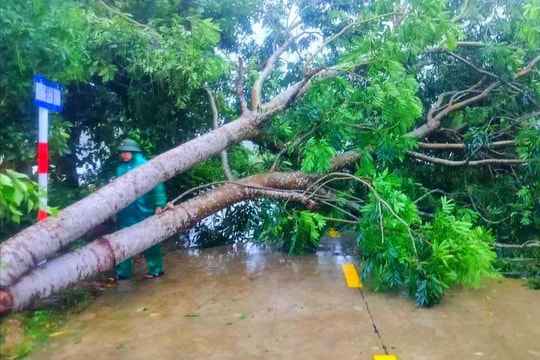 Cây xanh, công trình hạ tầng hư hại nặng do bão số 5