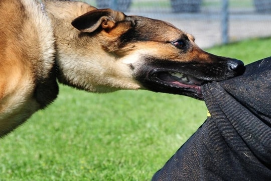 Bé trai 4 tuổi tử vong nghi mắc bệnh dại