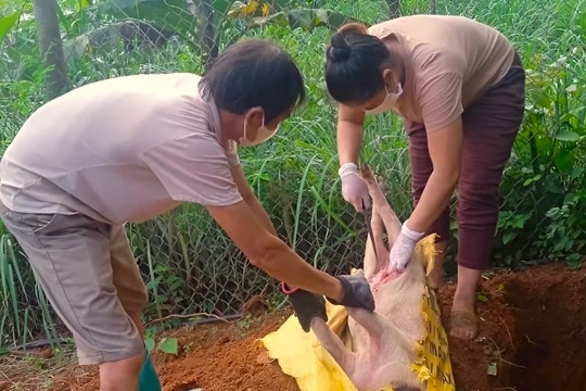 Cao Bằng căng mình khống chế dịch tả lợn châu Phi bùng phát mạnh