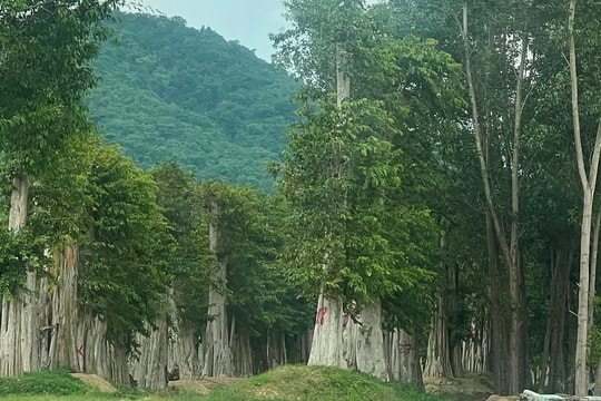 Bắt tạm giam Kế toán trưởng Công ty trúng đấu giá khai thác rừng gần 4 tỷ bán lại 26 tỷ