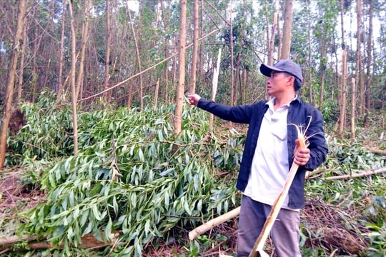 Hàng ngàn ha keo, tràm ở Hà Tĩnh bị bão bẻ gãy