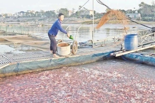 Bắc Ninh: Nuôi trồng thủy sản - Chìa khóa nâng cao đời sống nhân dân