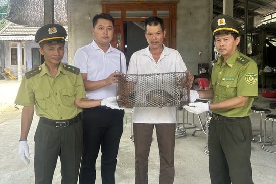 Tê tê Java quý hiếm được phát hiện và cứu hộ tại Huế