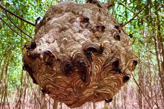 Mẹ tử vong, con trai nhập viện cấp cứu do bị ong vò vẽ đốt